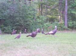 Turkeys8-05.JPG